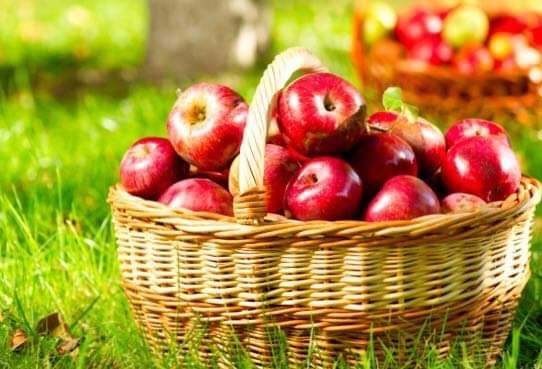 ميدلت تحتضن “الملتقى الوطني للتفاح”