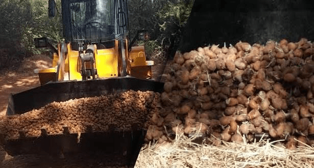 الـ”أونسا” يتلف 136 طنا من البطاطس في بركان بسبب مبيدات غير مرخّصة
