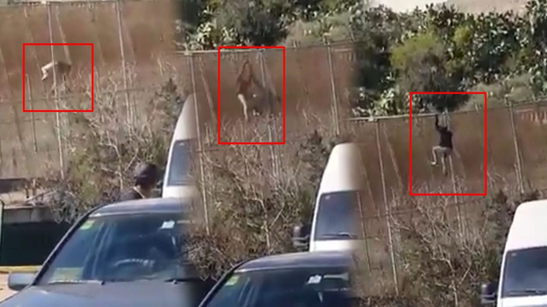 فيديو. مهاجر افريقي ينجاوز الحراسة و “ينجح” في التسلل الى مليلية المحتلة