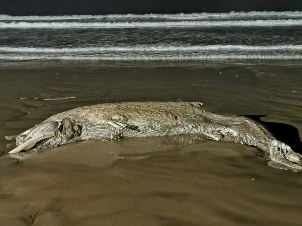 البحر يلفظ حوتا ضخما في شاطئ أكادير