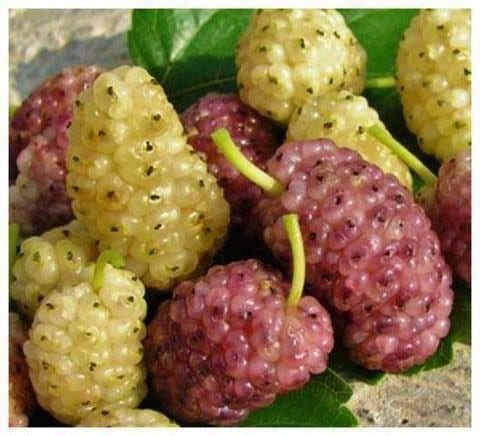 التّوت البري أنفع وسيلة للوقاية من النوبة القلبية