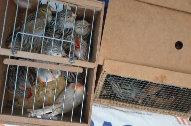 الناظور. جمارك “فرخانة” تحجز طيورا مغردة لدى مواطن إسباني قادم من مليلية