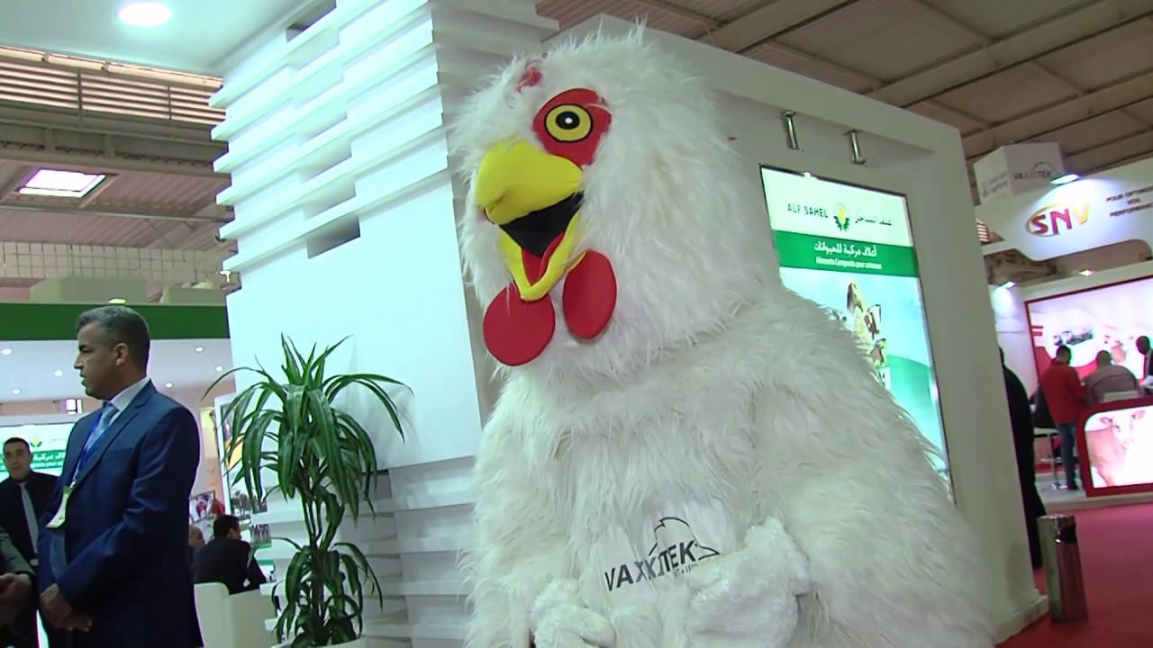 معرض “دواجن 2019” يجمع خبراء 25 دولة في الدار البيضاء