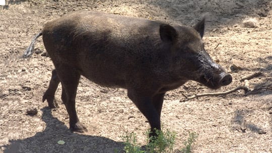 خنزير بري “يُمزق” وجه تلميذة بسيدي إفني