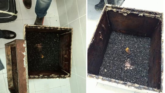 “هاذي جديدة !”.. إحباط عملية تهريبٍ للنحل الإفريقي بمليلية