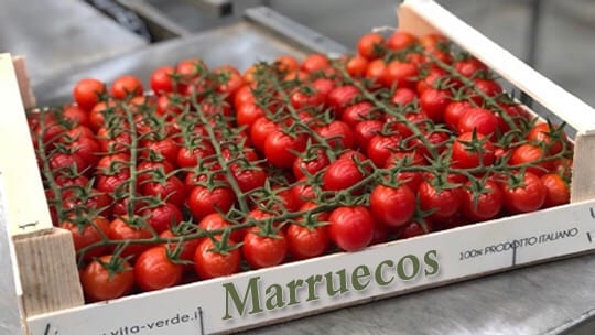 مزارعون إسبان: الطماطم المغربية “ديناميت” يُهدد الفلاحة في الأندلس