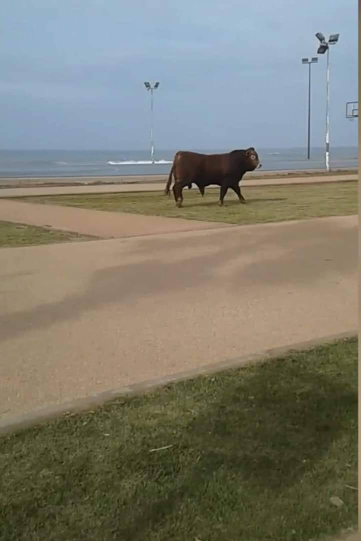 هرب من “الكرنة” و”نطح” امرأة.. ثور متهوّر “روّن” المحيط