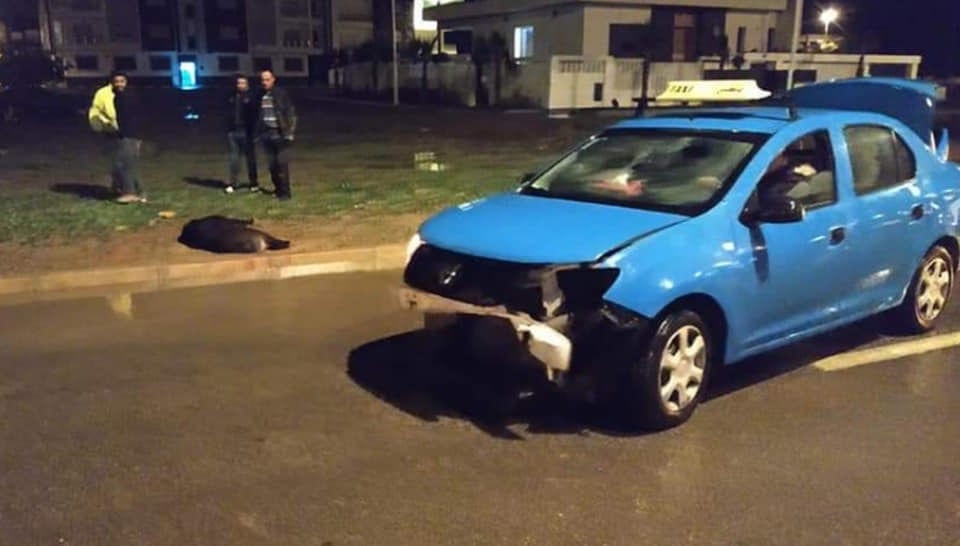 السعيدية. اصطدام سيارة أجرة بخنزير برّي داخل المدينة يتسبب في خسائر “جسيمة” (صور)