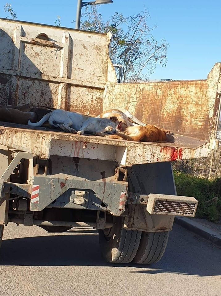 كازا. استياء عارم بعد “قنص” كلاب ضالة في منطقة بوسكورة (+صور)