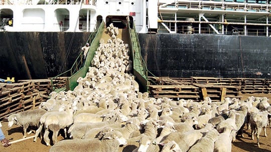 بسبب “سوء المعاملة”.. ألمانيا تهدّد بوقف وارداتها من المواشي المغربية