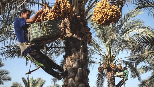 بطلب من المغرب. “يونيسكو” تُصنف الطقوس المرتبطة بزراعة النخيل تراثا عالميا