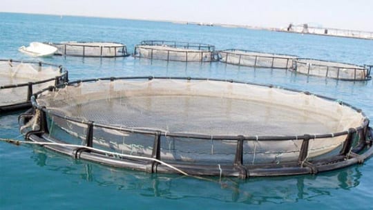 المغرب يتبنى 5 خطط طموحة للنهوض بقطاع الاستزراع المائي