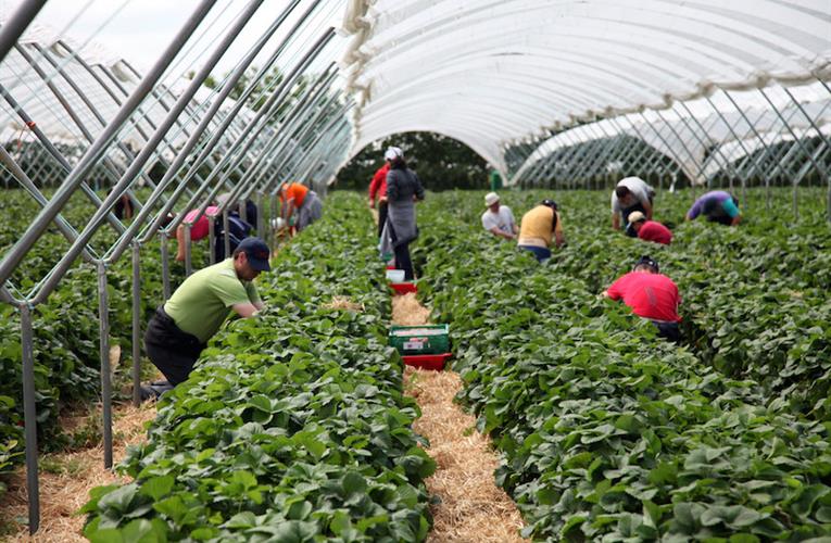 الفراولة.. 600 عاملة مغربية يتوجّهن إلى إسبانيا