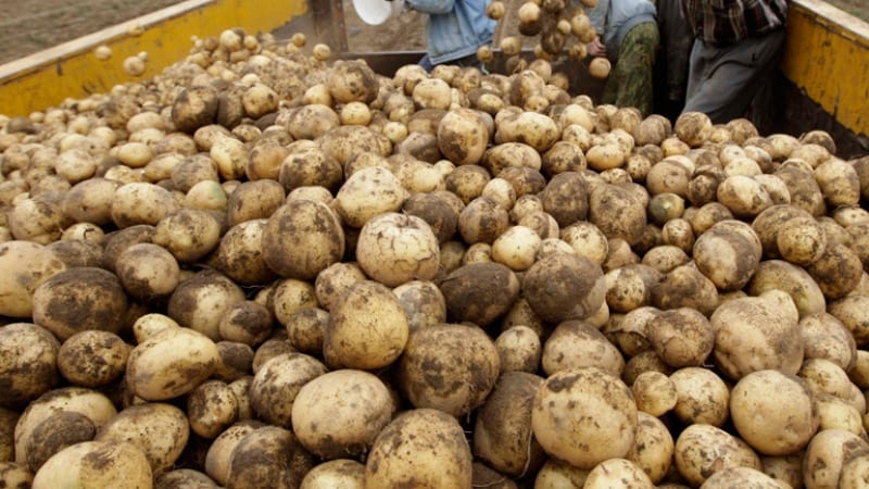 إتلاف الأطنان من النعناع والبطاطس بسب المبيدات الضارة وتقديم المتورطين للعدالة