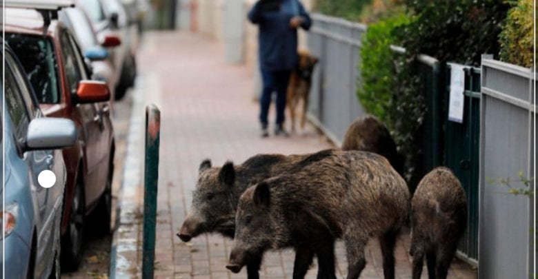 تكاثر الحلّوفْ في حي الرياض. وزارة الفلاحة توضّح بهذه المعطيات