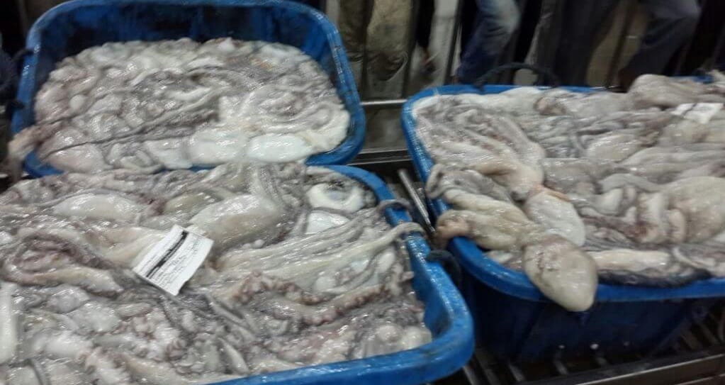 أخطبوط المضيق. ضبط صيادين متلبّسين بـ”الصيد الممنوع”