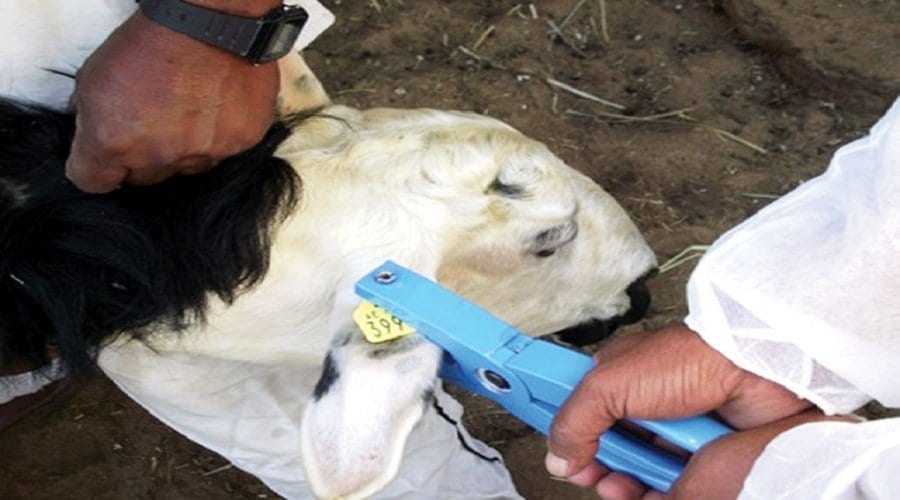 “اونسا” تطلق حملة تلقيح وترقيم القطيع