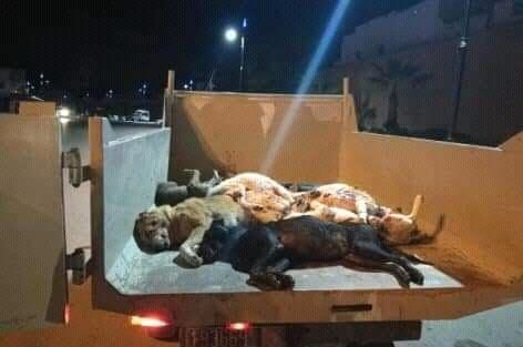 أزمور.. السلطات المحلية تشن حملة “شرسة” على “وحوش الشوارع”