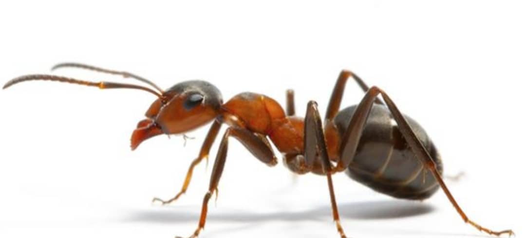 باحثون يربطون إنتشار فيروس “كورنا” بأكل النمل في الصين