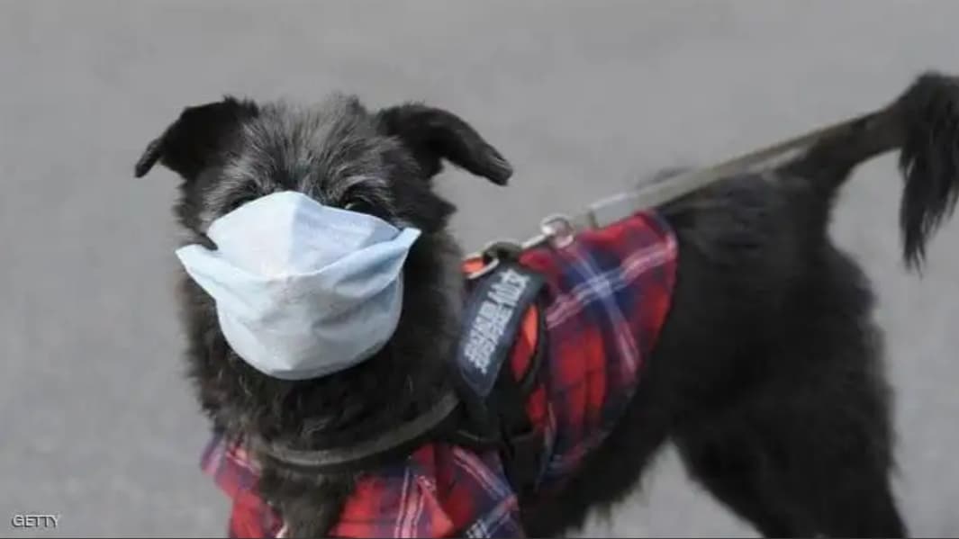 تسجيل أول إصابة بفيروس كورونا لدى “كلب”