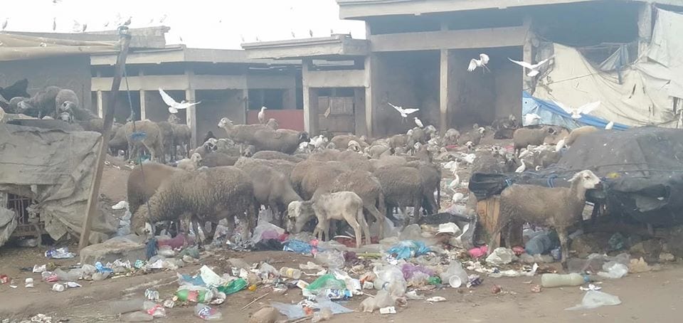 الخنز والحشرات”. سوق مهجور ينذر بكارثة بيئية في كازا ويغضب سكان المنطقة (+صور)