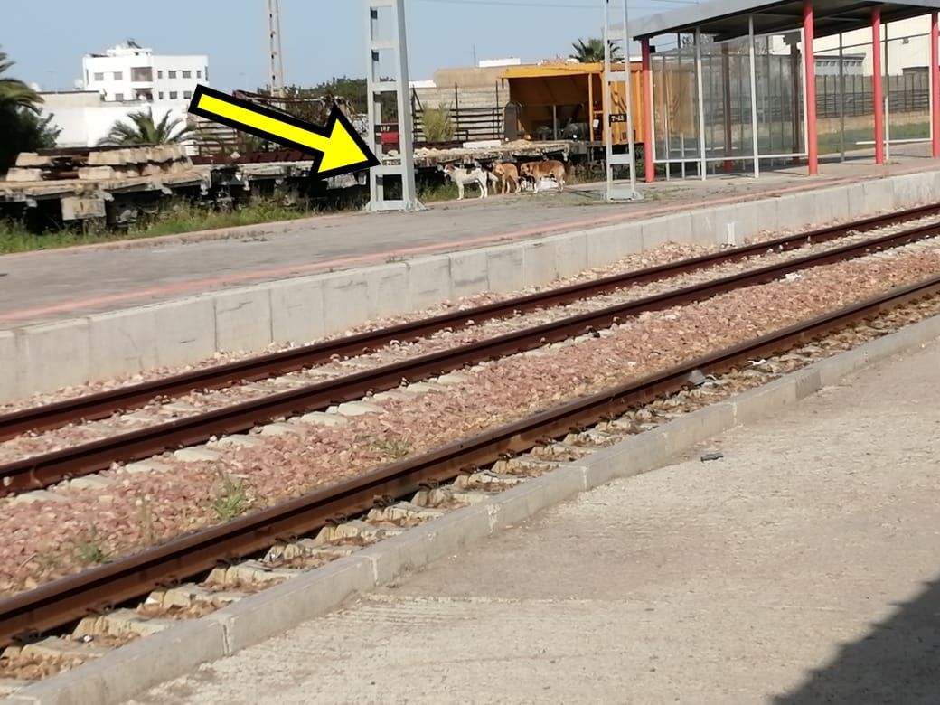 كازا. مسافرون متدمرون من “غزو” الكلاب الضالة لمحطة القطار عين السبع (+صور)
