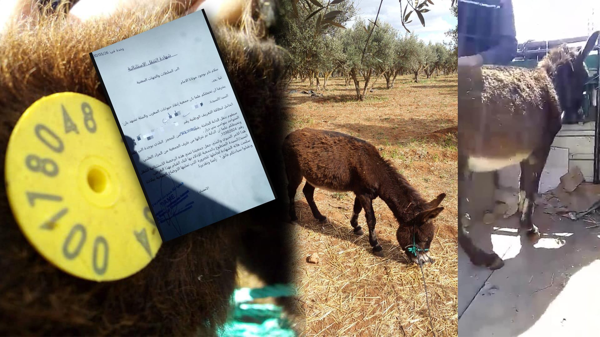 في زمن كورونا.. جمعية بوجدة تخلّص آخر دابة من المحجز البلدي