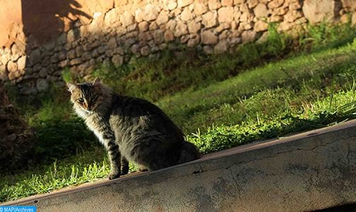 بلجيكا.. تسجيل حالة نادرة لهر مصاب بفيروس كورونا المستجد