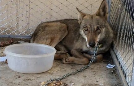 حبس ذئب محمي بوجدة بغرض بيعه وجمعية تتدخّل لإطلاق سراحه (فيديو)