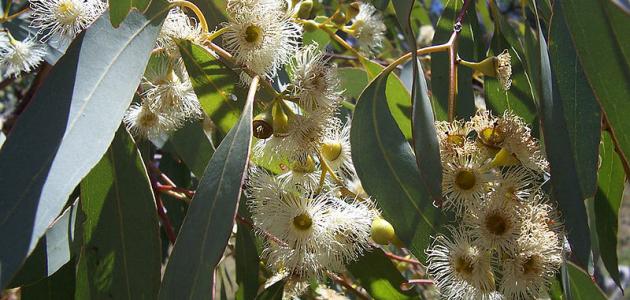 االدكتورة سوسن عزال. فوائد أوراق “الأوكاليبتوس” للقضاء على فيروس كورونا