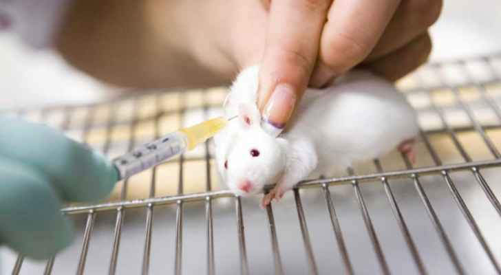 هذه الدولة تنجح في اختبار “لقاح كورونا” على الفئران