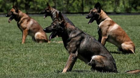 تقارير. الكلاب قد “تحدث ثورة” في اختبار فيروس كورونا