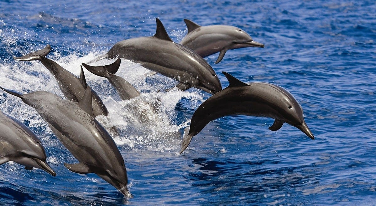 شاهد. آلاف الدلافين تفاجئ الصيادين في السواحل الجزائرية