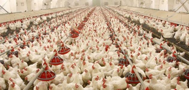 الفيدرالية البيمهنية لقطاع الدواجن. علامة “دجاج المزرعة” مخالفة للقانون وستتم متابعتها