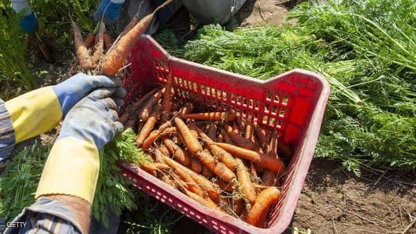 هل نأكل البلاستيك عبر النباتات؟.. بحث يكشف “حقيقة مخيفة”