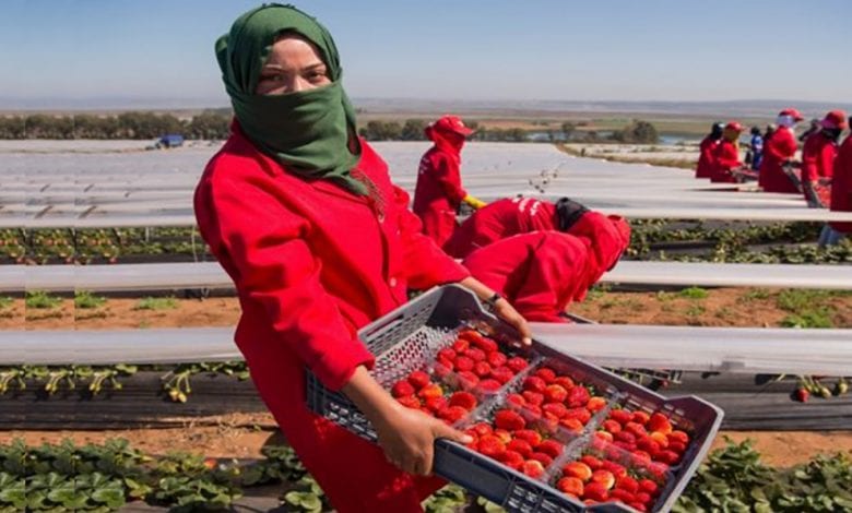 7000 عاملة زراعية مغربية عالقة باسبانيا مند مارس الماضي