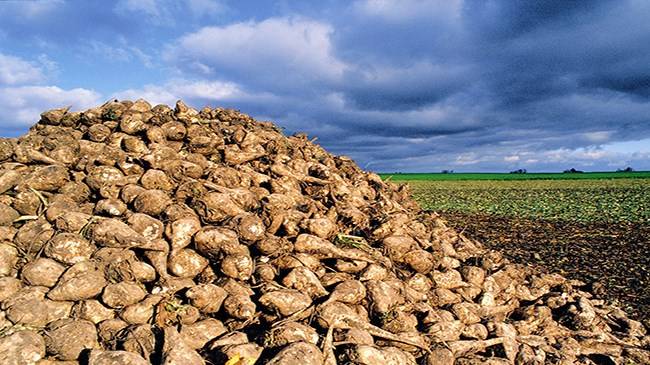 معمل السكر بزايو إقليم الناظور يثير تحفظ نقابة فلاحي ومهنيي الغابات