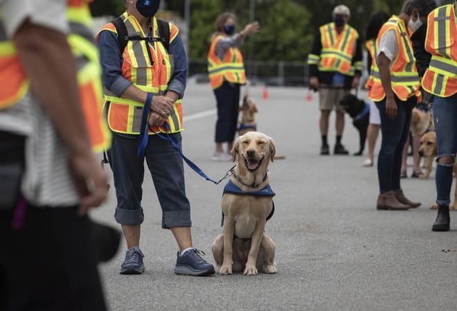 ها المعقول. الكلاب تستطيع كشف المصابين بكورونا