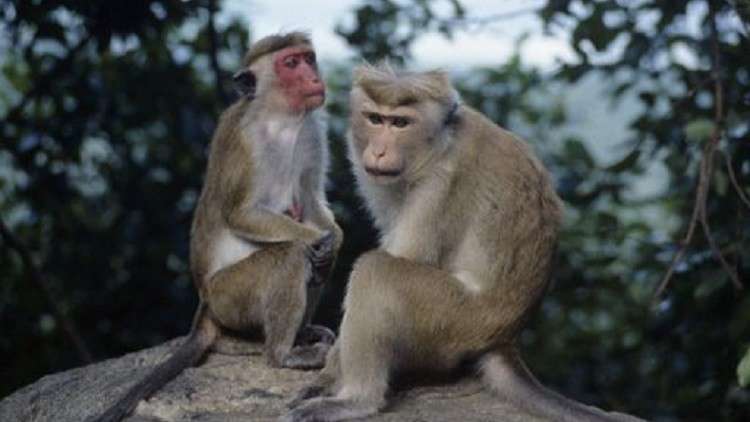 ماذا حدث للقردة بعد حقنها بفيروس كورونا؟