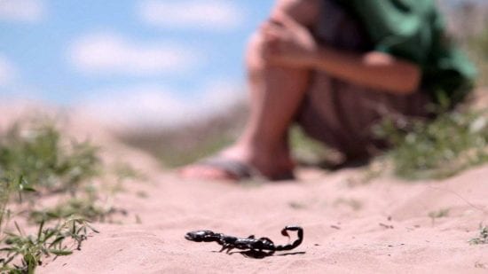 لسعات العقارب تحصد أرواح أطفال دراويش السراغنة وهيئة حقوقية تدق ناقوس الخطر