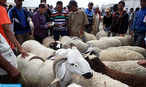 جهة بني ملال خنيفرة: عرض الأضاحي يفوق الطلب وتسجيل انخفاض في الأسعار