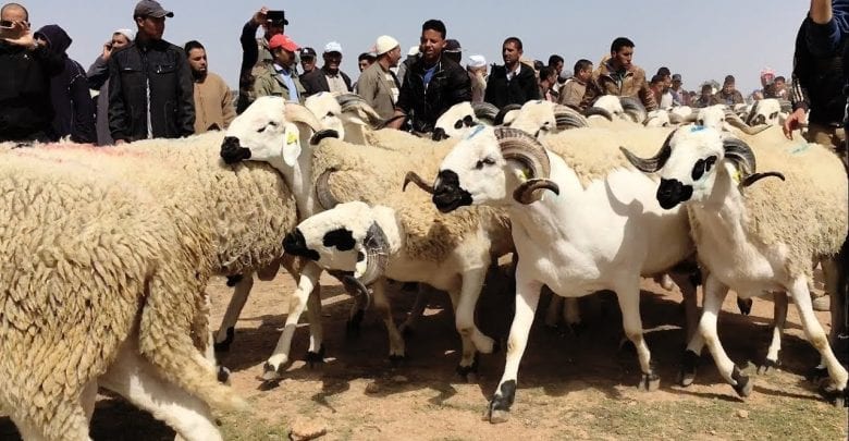 عيد الأضحى. وزارة الفلاحة ترقم  أزيد من 7,2 مليون رأس من الأغنام والماعز