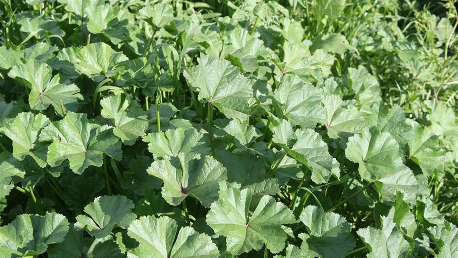 أهم ما يجب ان تعرفه عن فوائد “الخبيزة” الصحية