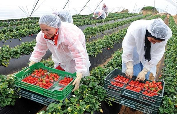 على سلامتهم. إطلاق برنامج إعادة 7100 من العاملات المغربيات الموسميات من هويلبا