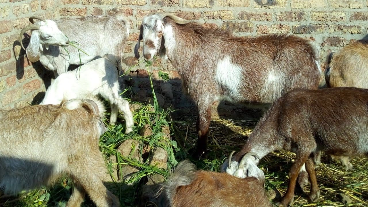 تعرفوا على الفوائد الصحية العديدة للحم الماعز