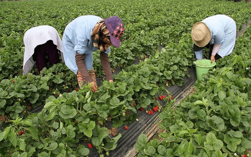 وأخيرا. عودة عاملات الفراولة بهويلفا إلى المغرب ابتداءا من هذا اليوم