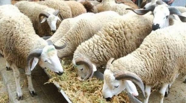 جهة الرباط سلا القنيطرة. إنشاء وتجهيز ستة أسواق نموذجية لتسويق الأضاحي