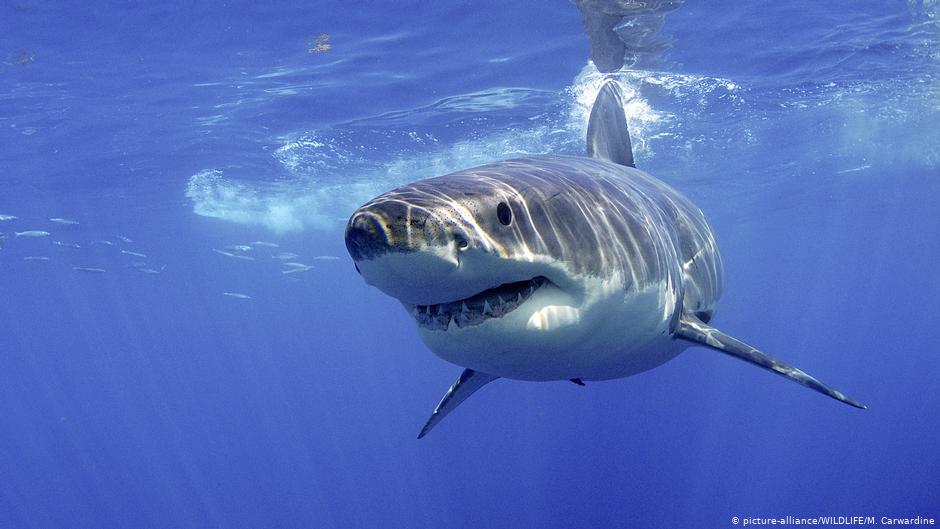 تصرّف بطولي.. هكذا أنقذ زوج زوجته من مخالب سمكة قرش ضخمة