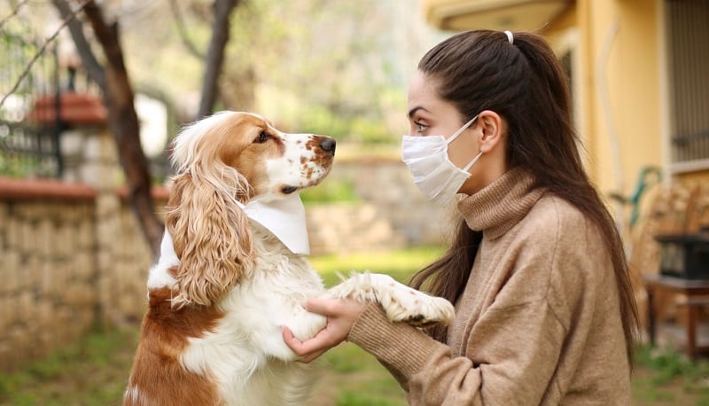 وزارة الصحة. تجيب بخصوص انتقال “كورونا” عبر الحشرات والحيوانات المنزلية