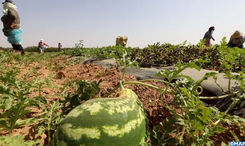 البطيخ الأحمر بإقليم شيشاوة .. زراعة ذات مؤهلات متعددة